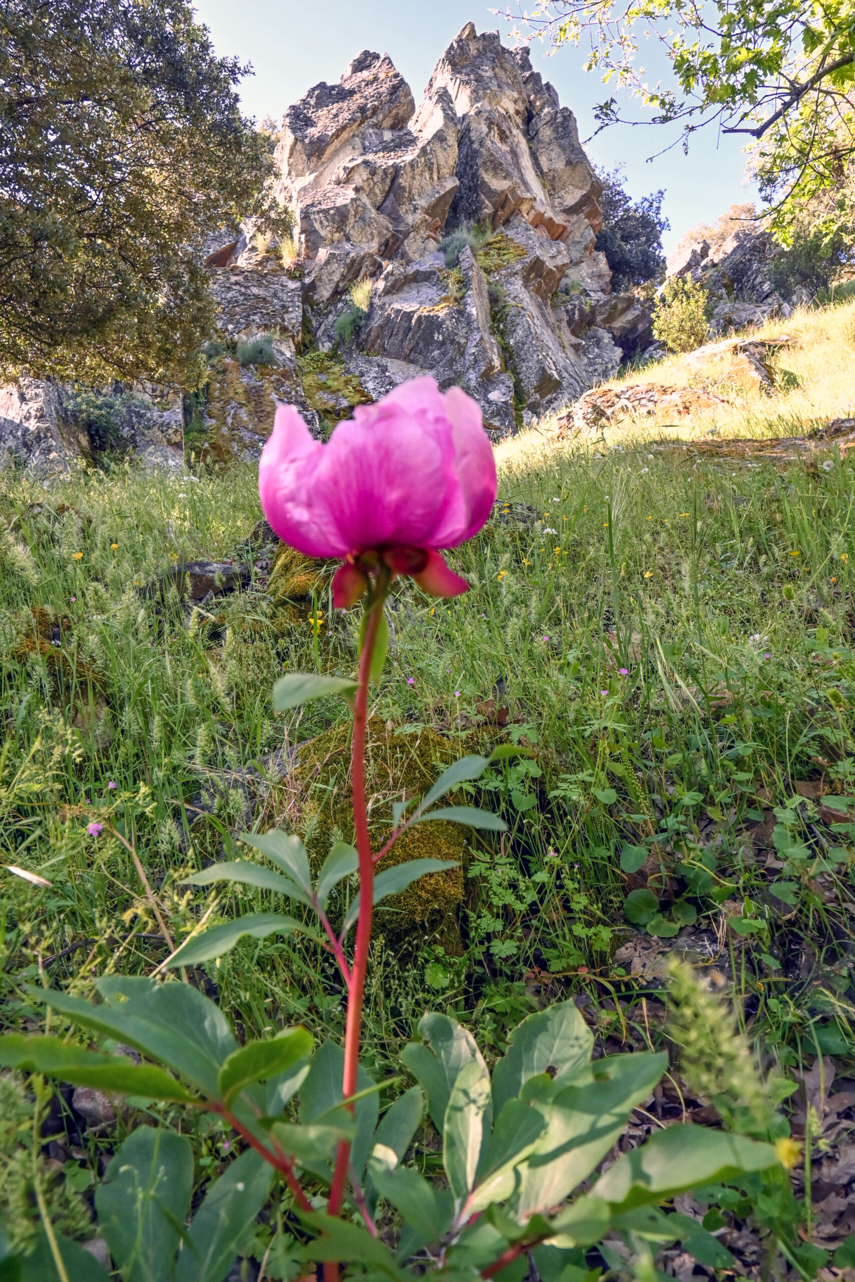 CBC_1452